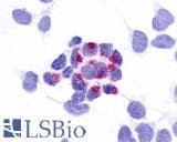 PathPlus™ GPR161 Antibody (N-Terminus)