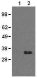 Monoclonal Rat anti-Mouse CD20 Antibody (clone AISB12, WB)