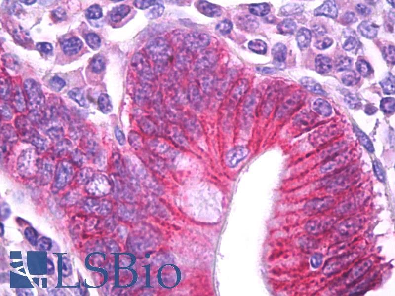 IHC-plus™ ATP1B1 Antibody (aa85-99)