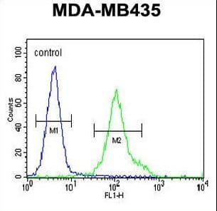 ZNF605 Antibody (aa48-77)