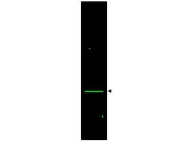 IHC-plus™ VDAC1 / PORIN Antibody
