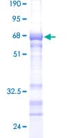 Human PLSCR3 Protein (Recombinant GST)