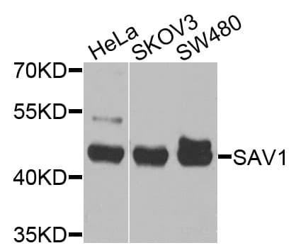 SAV1 / WW45 Antibody