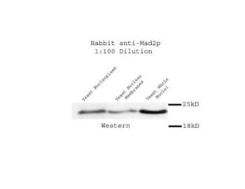 Yeast Mad2p Antibody