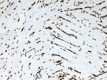 MSI1 / Musashi 1 Antibody
