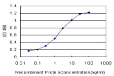 CAPNS1 / CAPN4 Antibody (clone 3C4)