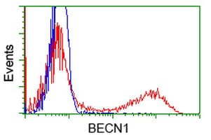 BECN1 / Beclin-1 Antibody (clone OTI3C3)