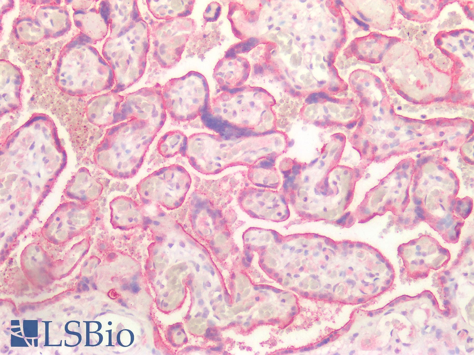 IHC-plus™ KRT7 / CK7 / Cytokeratin 7 Antibody