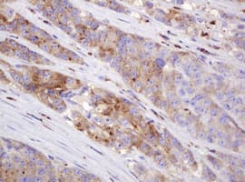FAM234A Antibody (clone OTI3B3)