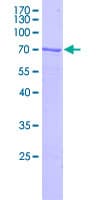 Human C4orf49 / OSAP Protein (Recombinant GST)