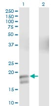 Monoclonal Mouse anti-Human GCG / Glucagon Antibody (clone 2D3-2B11, WB)