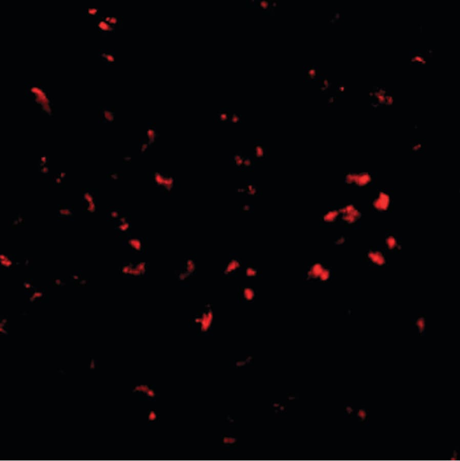 IHC-plus™ PARL / PSARL Antibody