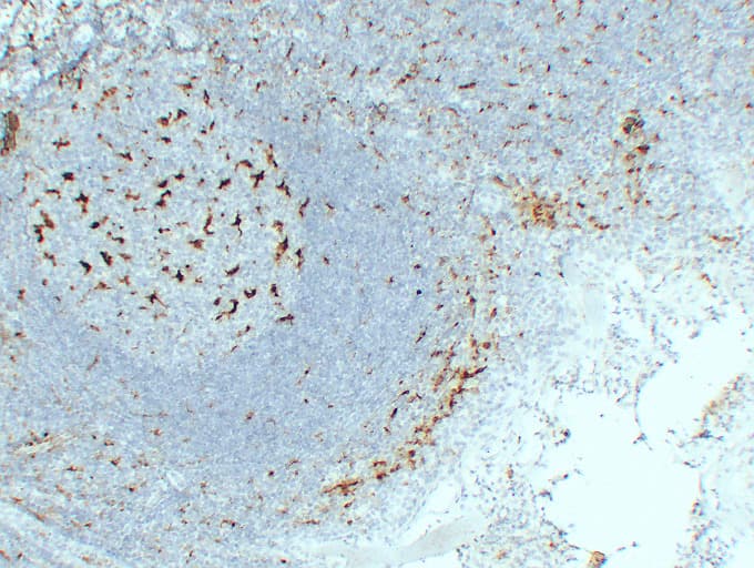 CD68 Antibody (clone ABT-CD68)