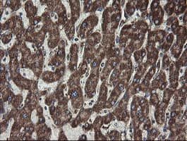 FAM164A / CGI-62 Antibody (clone OTI4C1)