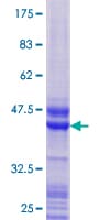 Human TCF21 / Epicardin Protein (Recombinant GST)