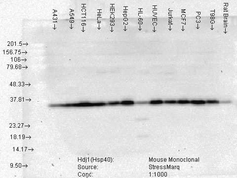 DNAJB1 / Hsp40 Antibody (clone 3B9.E6)