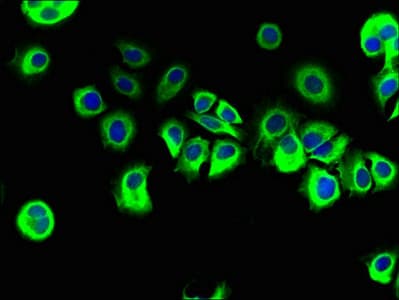 Polyclonal Rabbit anti-Human REEP3 Antibody