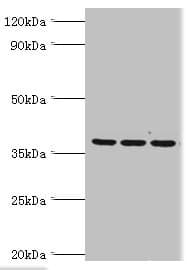 BM022 / MRPL1 Antibody (aa51-324)