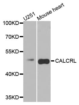 CALCRL / CGRP Receptor Antibody