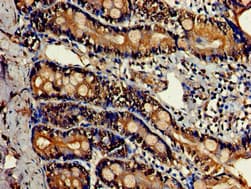 IHC-plus™ LDHC / Lactate Dehydrogenase C Antibody