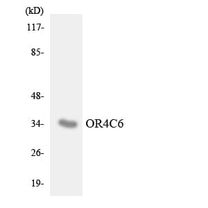 Polyclonal Rabbit anti-Human OR4C6 Antibody (aa183-232, WB)