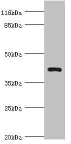 NDRG2 Antibody