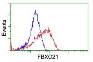 FBXO21 Antibody (clone OTI2C7)