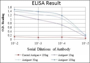 NR3C1/Glucocorticoid Receptor Antibody (clone 6E6)