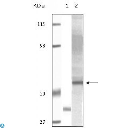 AKT3 Antibody