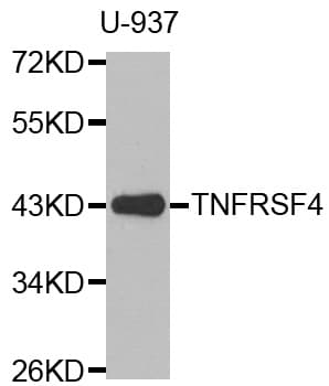 Polyclonal Rabbit anti-Human TNFRSF4 / CD134 / OX40 Antibody (WB)