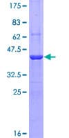 Human AIF1 / IBA1 Protein (Recombinant GST)