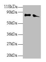 ERP29 Antibody