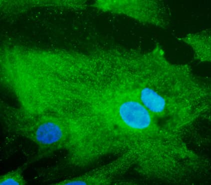 RAB32 Antibody (C-Terminus)