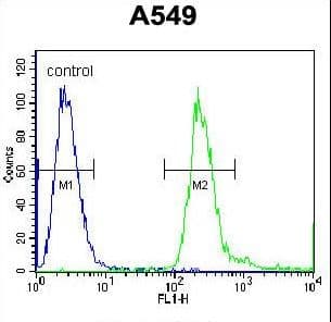 Polyclonal Rabbit anti-Human PABPN1L Antibody (aa166-194, IHC, IF, WB)