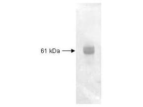 Polyclonal Rabbit anti-Saccharomyces cerevisiae Carboxypeptidase Y Antibody (Liquid, WB)