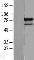 PRPF3 Protein (Over-Expression Lysate Myc-DDK (Flag))