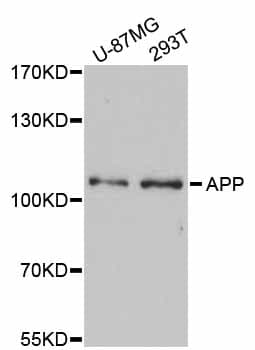 APP / Beta Amyloid Precursor Antibody
