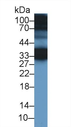 CREG / CREG1 Antibody (aa66-196, Biotin)