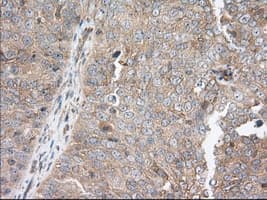 SNX9 / WISP Antibody (clone OTI1E2, Carrier-free)
