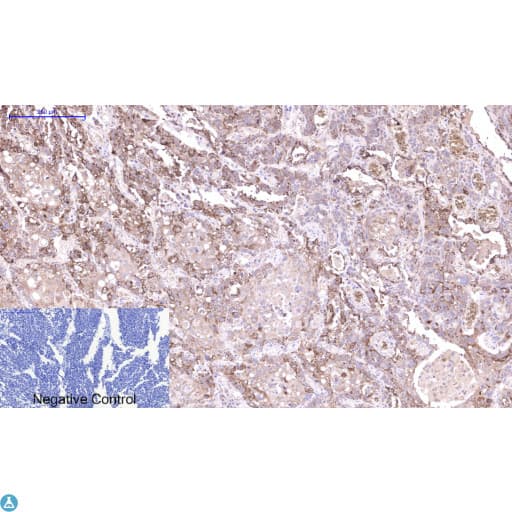 CST3 / Cystatin C Antibody