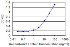 Monoclonal Mouse anti-Human ZNF165 Antibody (clone 2B8, WB)