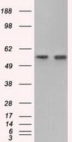 Monoclonal Mouse anti-Human GPI Antibody (clone OTI2D2, IHC, IF, WB)