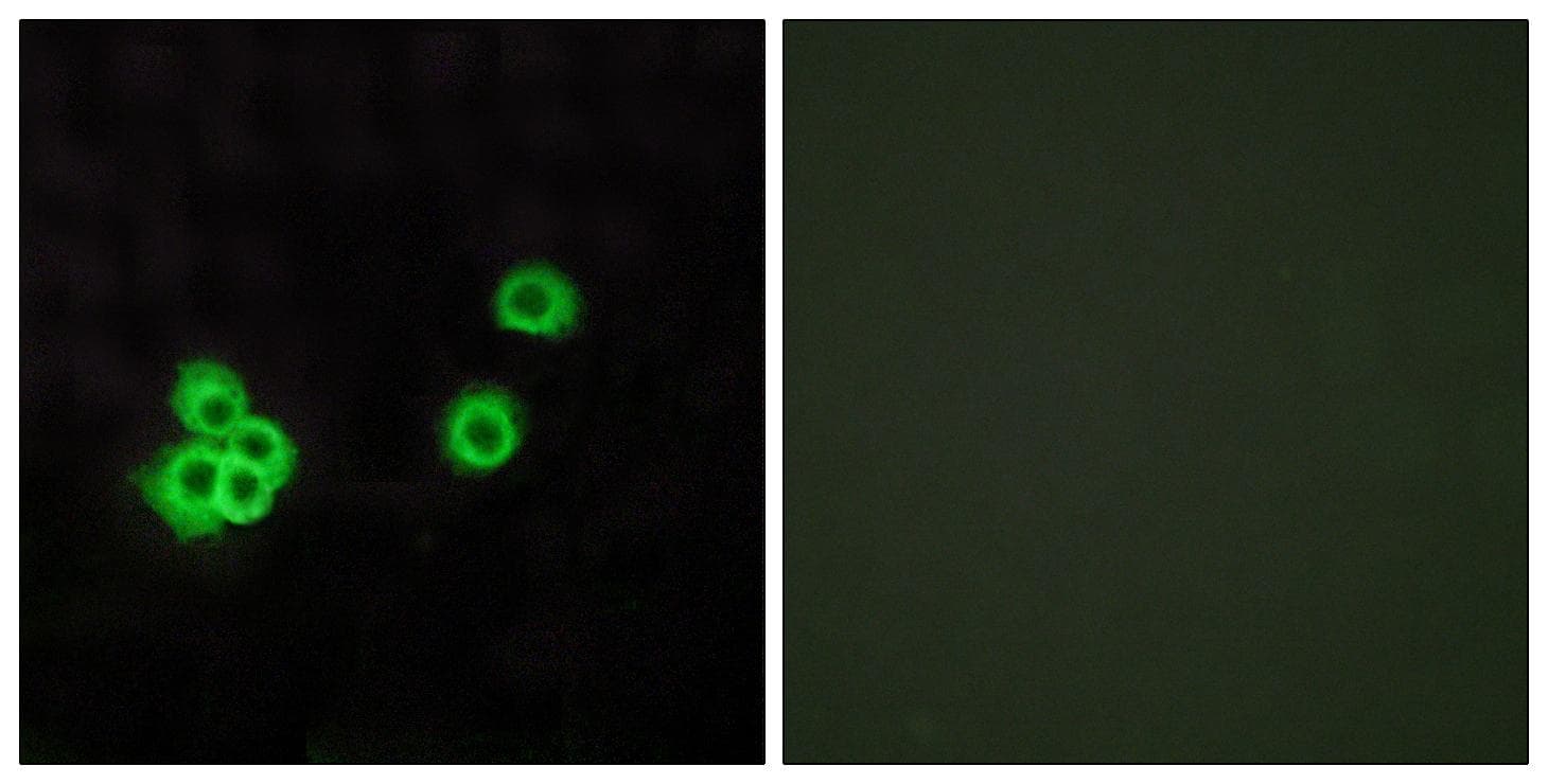 Polyclonal Rabbit anti-Human PEA15 / PEA-15 Antibody (IF)