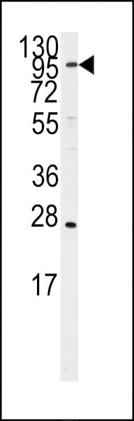 Polyclonal Rabbit anti-Human ARTS1 / ERAP1 Antibody (aa451-480, WB)