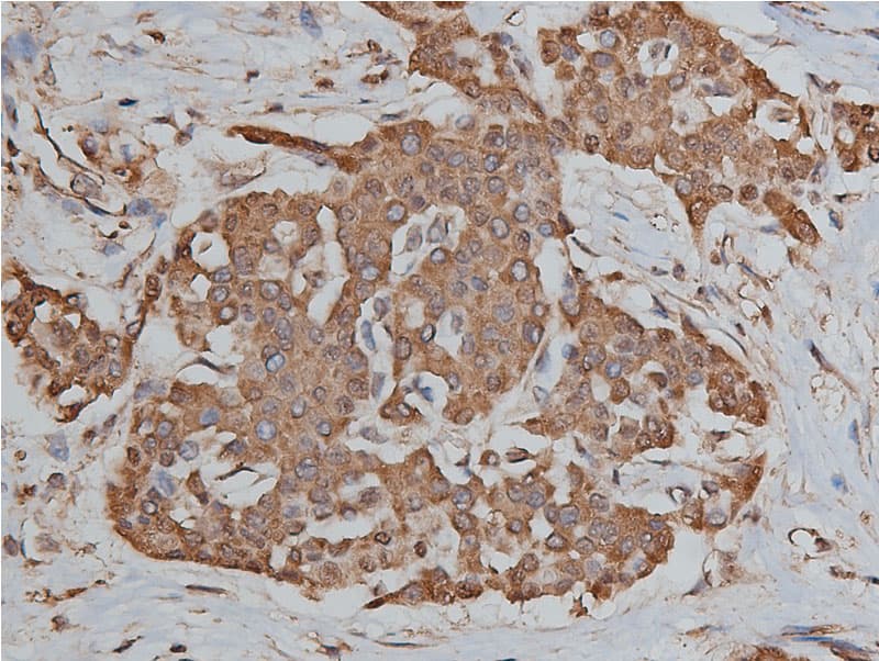 HSP90AB1 / HSP90 Alpha B1 Antibody