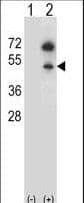 GNAS Antibody (aa287-315)
