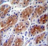 SAMD9 Antibody (aa1165-1193)