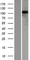 KIAA0753 Protein (Over-Expression Lysate Myc-DDK (Flag))