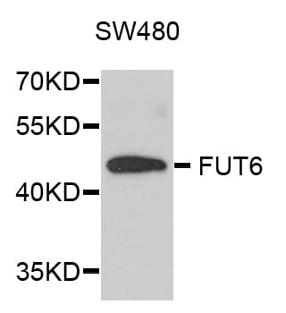 FUT6 Antibody