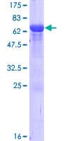 Human NECAB1 Protein (Recombinant GST)